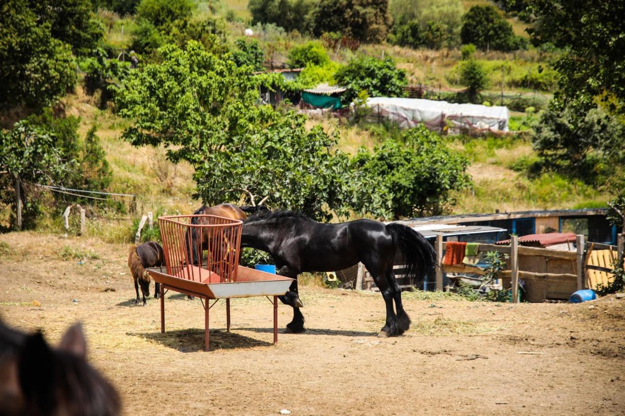 Mavi At Hotel Blue Horse Gumusdere エクステリア 写真